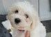 READY TO LEAVE NOW – Beautiful Maltese Puppies Looking for Their Forever Homes!