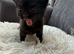 Black kitten Ready