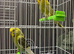Few pair of budgies with separate cage