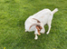 Boer Nannie goat 4 year old