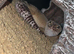 Leopard gecko with viv for sale !!