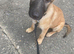 belgian sheperd