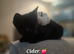 3 Playful kittens Wanting Their Forever homes