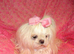 Gorgeous Babydoll KC Registered Korean Maltese Adult Girl