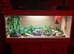 Albino/blizzard morph leopard gecko