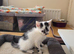 Bengal cross kittens ready now reduced