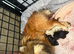 Pomeranian puppies