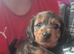 Last miniature dachshund READY NOW