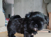 Beautiful Black Shih Tzu Puppies