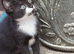 Beautiful kittens