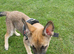 Belgium mally