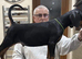 Dobermann Puppies For Sale