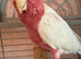 Lutino hand reared galah