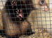 Mollie and Marie..Adorable Friendly Pet  Ferrets