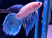 Male Betta's