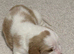 Quality KC Basset puppies