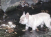 French bulldog bitch