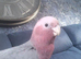 Gorgeous galah cockatoo