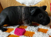2 x Female Skinny Pigs