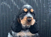 KC registered Show Type Cocker Spaniel Pups DNA tested