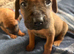 Rhodesian Ridgeback KC puppies