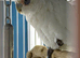 Cockatoo female