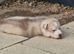 Male husky puppy for sale