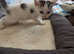 Reduced price Beautiful kittens