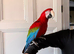 Hand tame and talking greenwing macaw