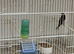 Linnet cock bird