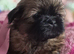 3 beautiful pure shih tzus
