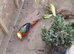 Golden pheasant for sale
