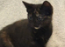 Female Kittens