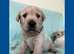 Gorgeous Goldador Puppies