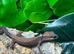 Borneo Cat Gecko at Birmingham Reptiles