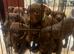 Patterdale Terrier puppies