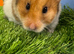 Female Syrian Hamster
