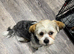 Miniature dachshund