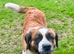 KC REG SAINT BERNARD