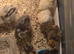 Silkie chicks