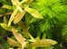 Myriophyllum matogrossense Green. Fast free delivery within mainland UK.