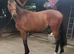 Super smart Irish Sports Horse Gelding 8
