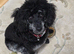 For Sale Miniature Poodle