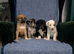 Blue Merle Collie X Lurcher puppies