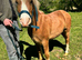 Handsome Young Pony/Gelding to Good Home