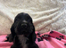 Stunning show type cocker spaniel girl puppy