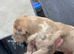 Lurcher puppies