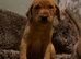Fox red lab last big boy