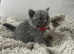 British short hair kittens