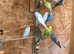 Aviary clearance budgies, finches and doves